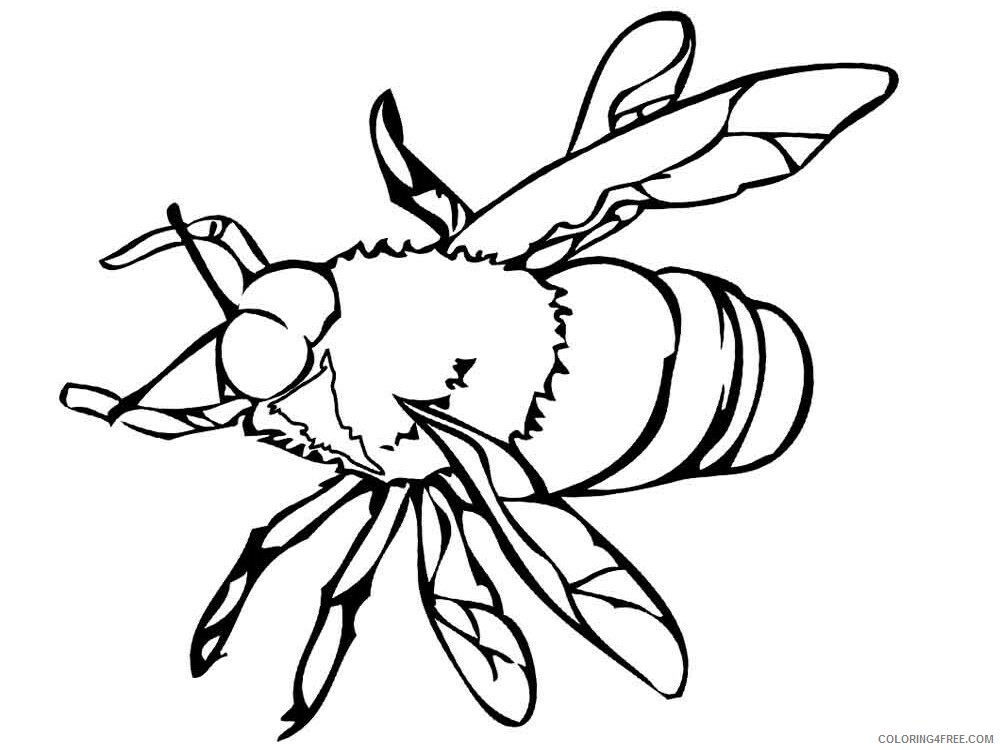 Fly Coloring Pages Animal Printable Sheets Fly 16 2021 2170 Coloring4free