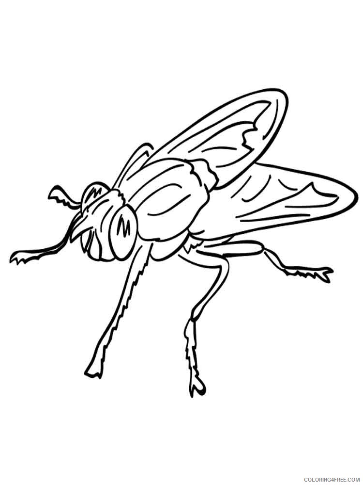 Fly Coloring Pages Animal Printable Sheets Fly 18 2021 2171 Coloring4free