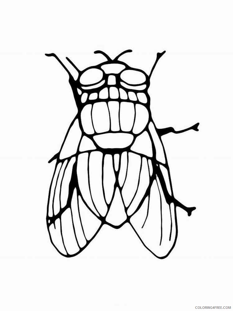 Fly Coloring Pages Animal Printable Sheets Fly 2 2021 2172 Coloring4free