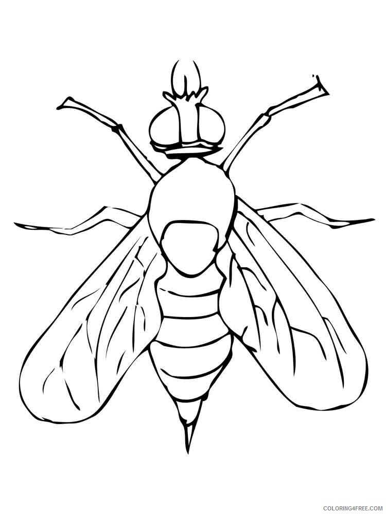Fly Coloring Pages Animal Printable Sheets Fly 3 2021 2173 Coloring4free