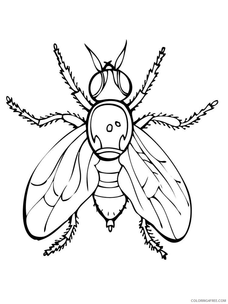 Fly Coloring Pages Animal Printable Sheets Fly 5 2021 2175 Coloring4free