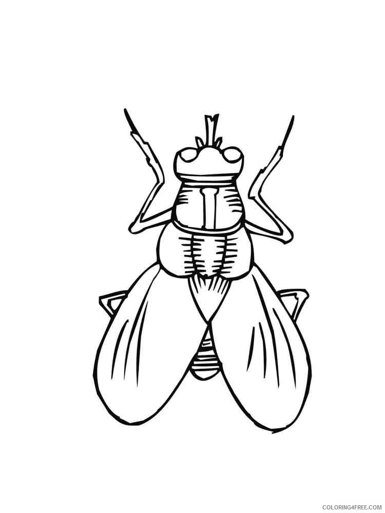 Fly Coloring Pages Animal Printable Sheets Fly 6 2021 2176 Coloring4free
