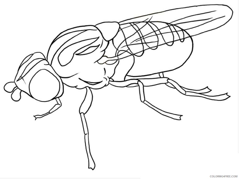 Fly Coloring Pages Animal Printable Sheets Fly 7 2021 2177 Coloring4free