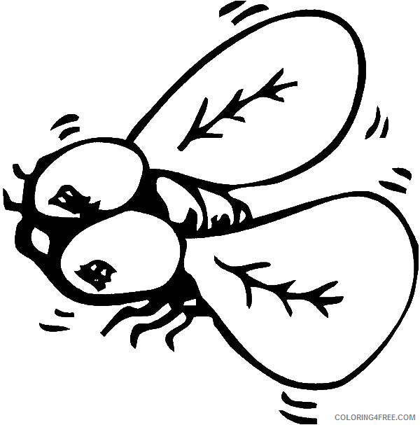 Fly Coloring Pages Animal Printable Sheets Fly is Disgusting Bugs 2021 2179 Coloring4free