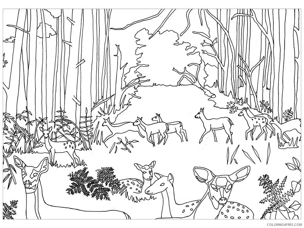Forest Animals Coloring Pages Animal Printable Sheets Forest animals 13 2021 2192 Coloring4free