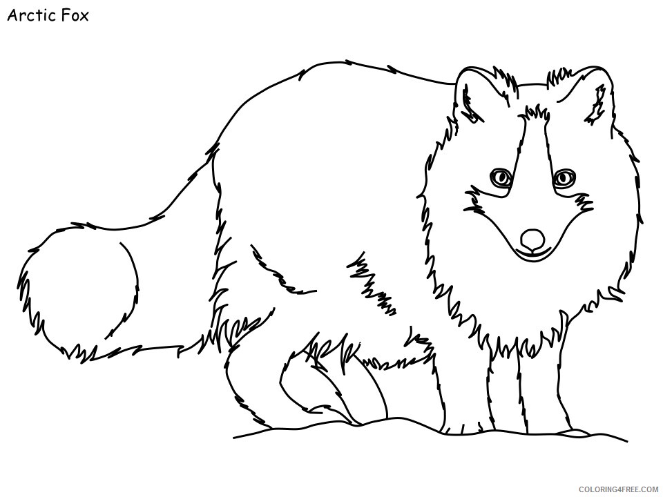 Fox Coloring Pages Animal Printable Sheets arctic fox 2021 2206 Coloring4free
