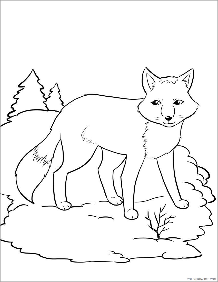 Fox Coloring Pages Animal Printable Sheets arctic fox 2021 2207 Coloring4free
