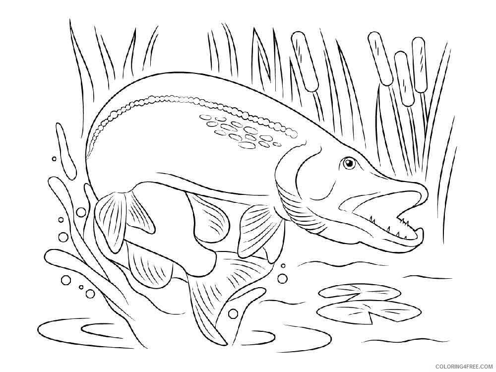 Freshwater Fish Coloring Pages Animal Printable Sheets Freshwater Fish 2021 2251 Coloring4free