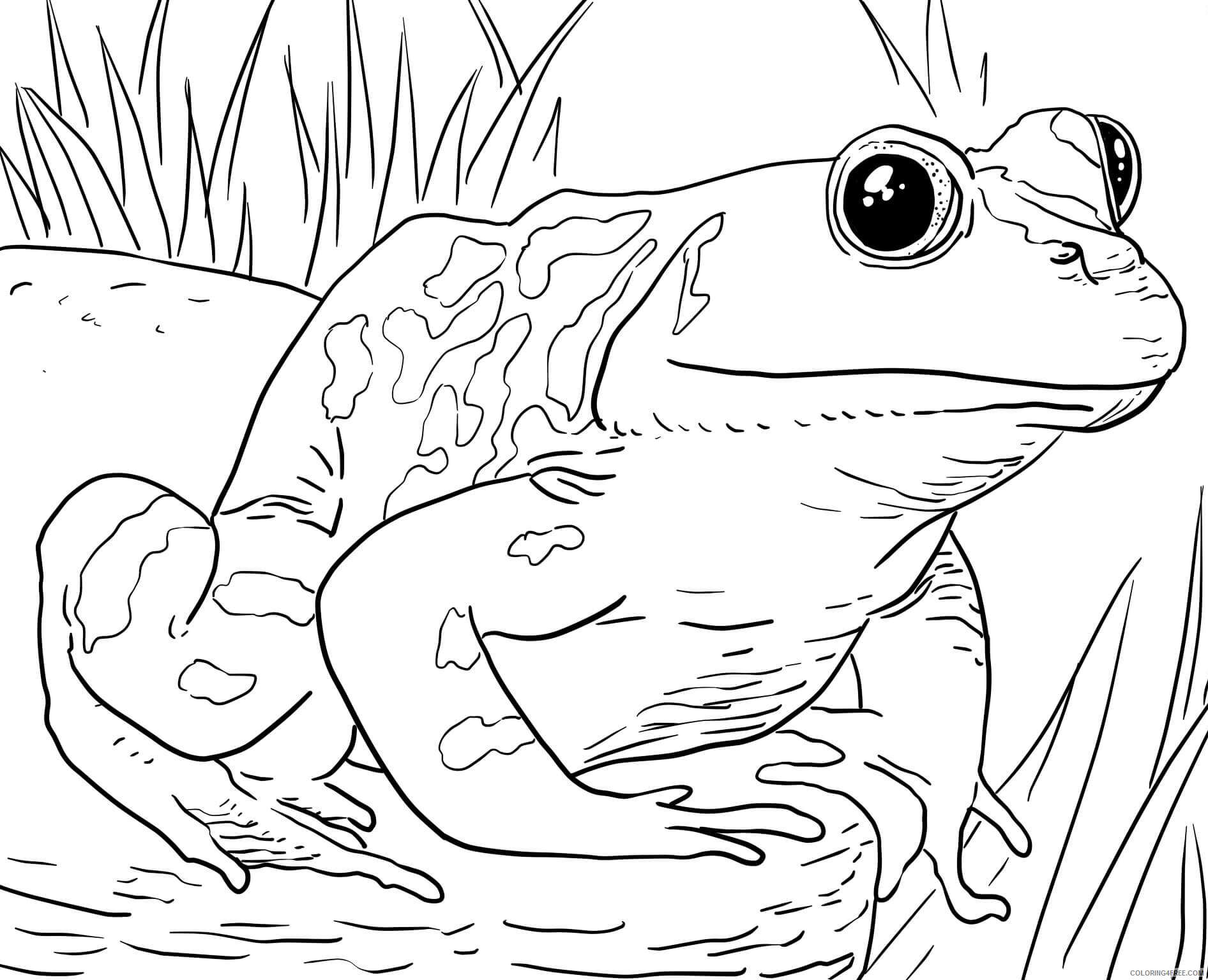 Frog Coloring Pages Animal Printable Sheets Frog Zoo Animals 2021 2332 Coloring4free