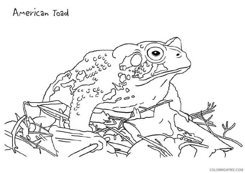Frog Coloring Sheets Animal Coloring Pages Printable 2021 1887 Coloring4free