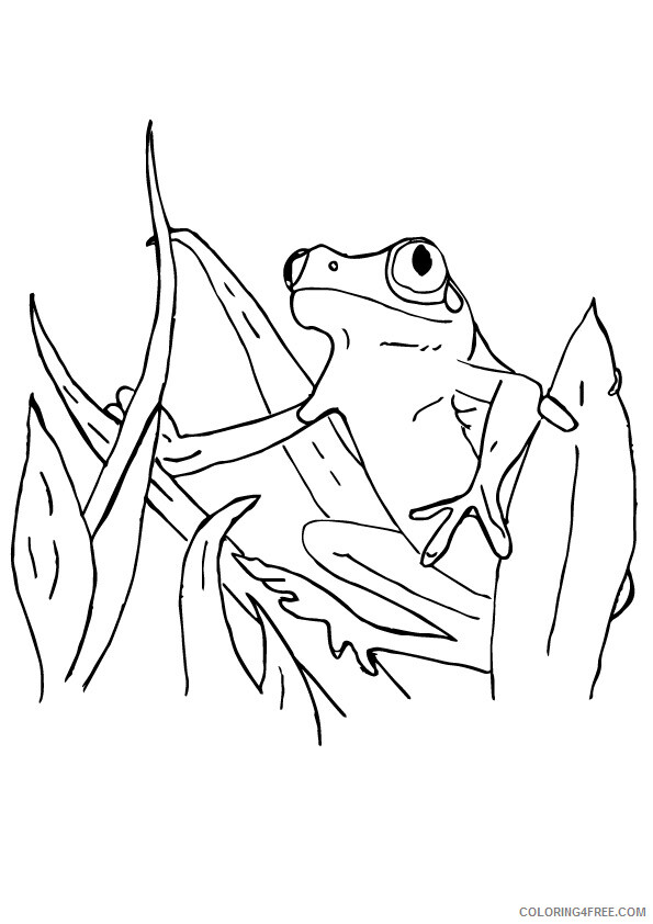 Frog Coloring Sheets Animal Coloring Pages Printable 2021 1895 Coloring4free