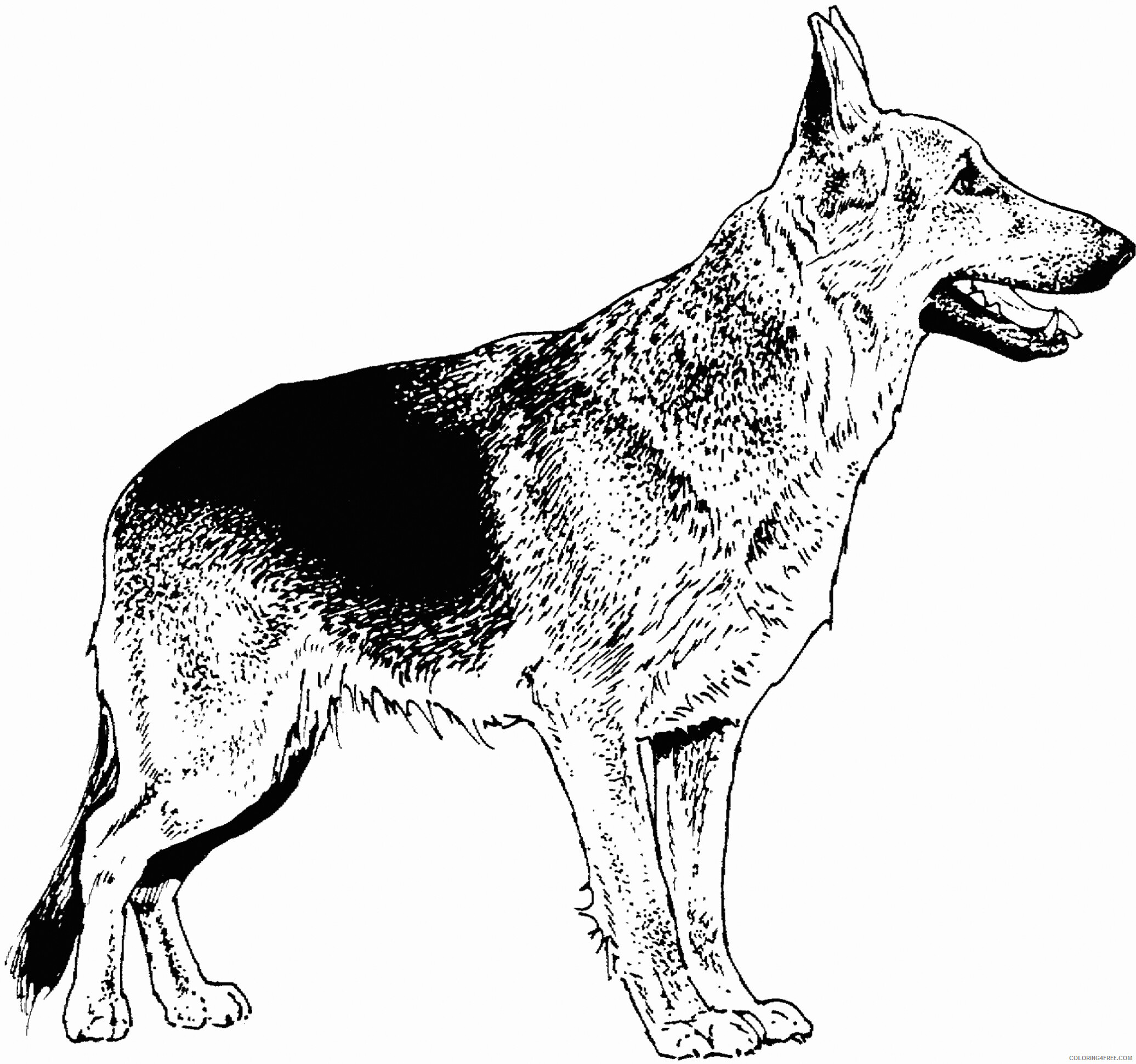 German Shepherd Coloring Pages Animal Printable Sheets Realistic 2021 2360 Coloring4free