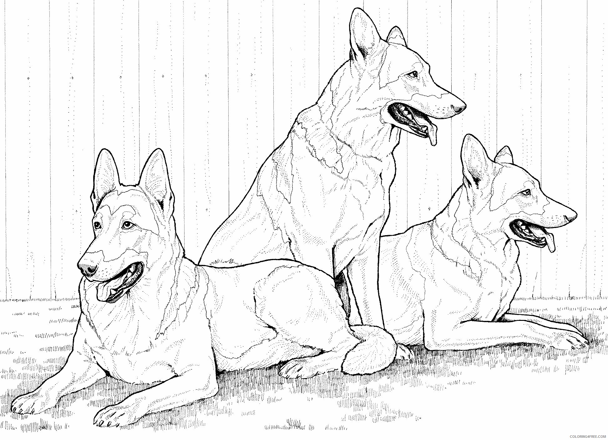 German Shepherd Coloring Pages Animal Printable Sheets Realistic 2021 2362 Coloring4free