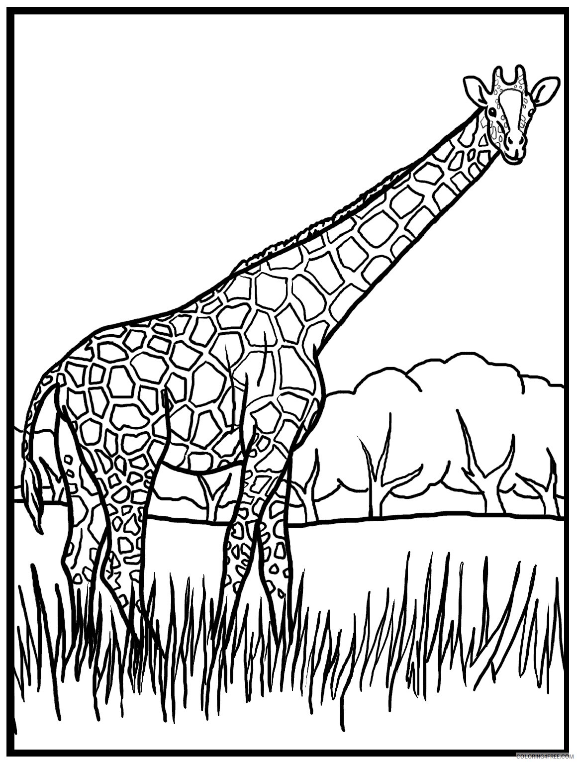 Giraffe Coloring Pages Animal Printable Sheets Giraffe 2021 2415 Coloring4free