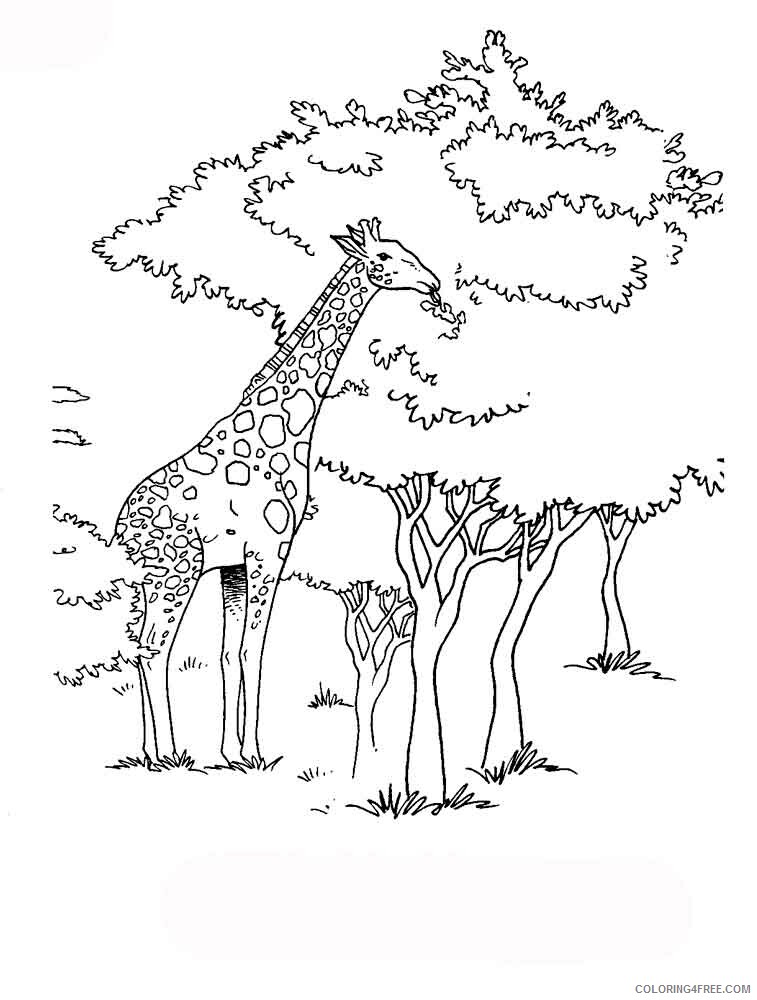 Giraffe Coloring Pages Animal Printable Sheets animals giraffe 9 2021 2386 Coloring4free