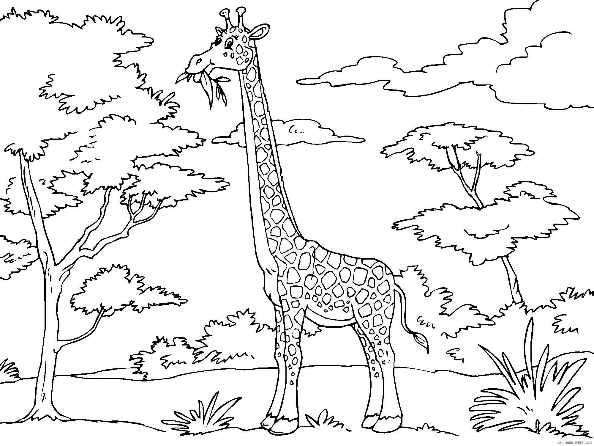 Giraffe Coloring Pages Animal Printable Sheets giraffe collection of girraffe 2021 Coloring4free