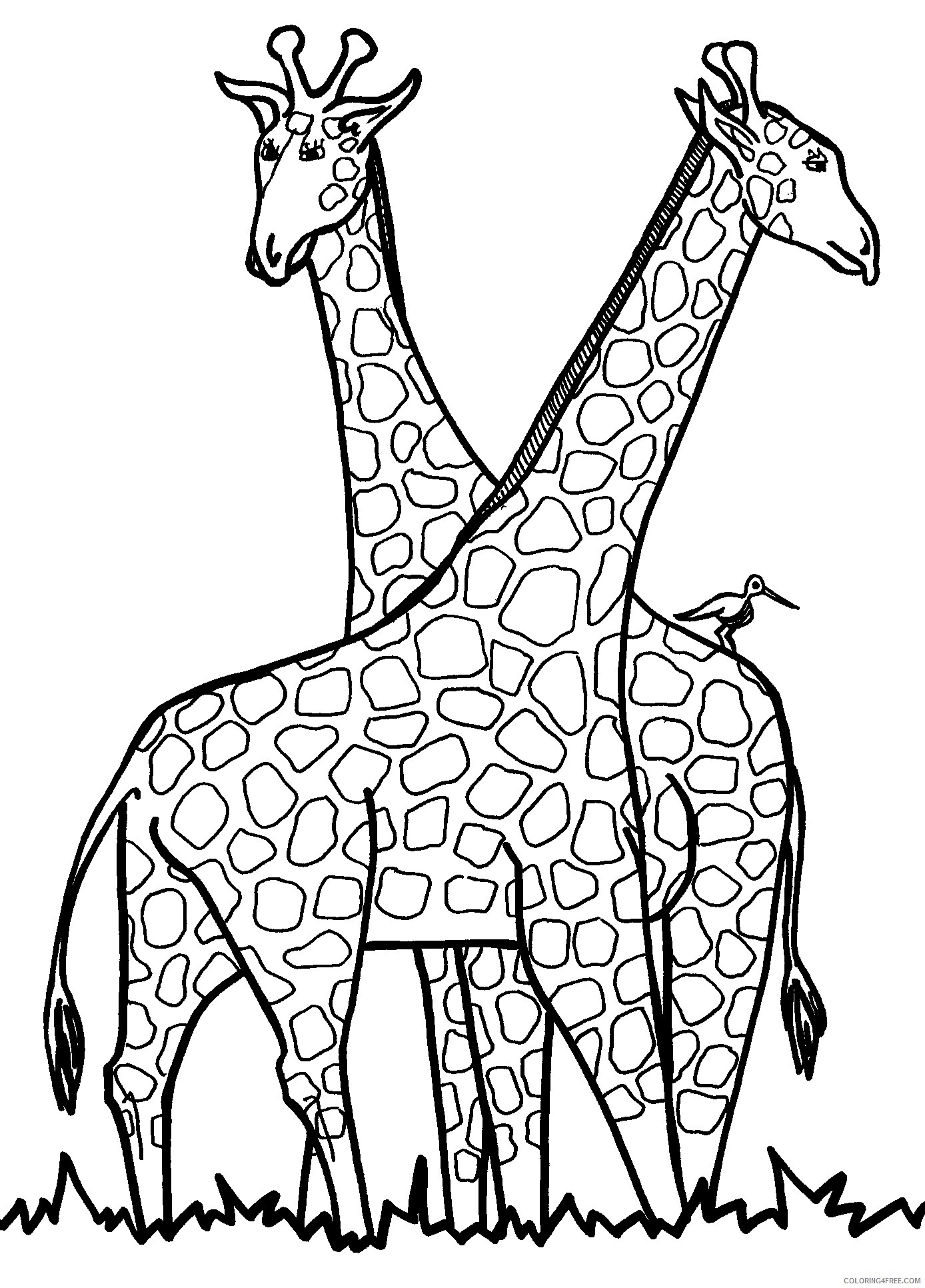 Giraffe Coloring Pages Animal Printable Sheets of a Giraffe 2021 2387 Coloring4free