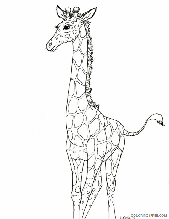 Giraffe Coloring Sheets Animal Coloring Pages Printable 2021 2009 Coloring4free