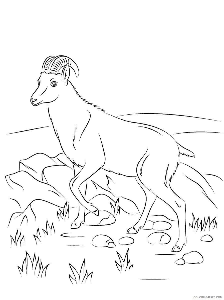 Goat Coloring Pages Animal Printable Sheets Goat Pictures 2021 2464 Coloring4free