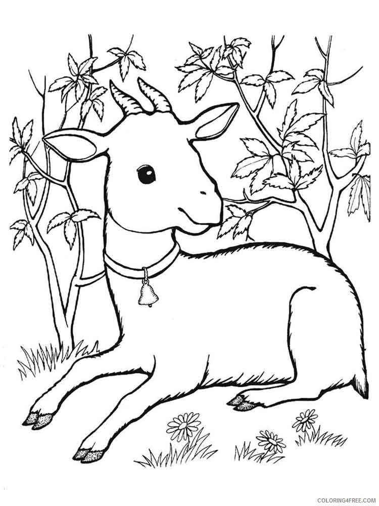 Goat Coloring Pages Animal Printable Sheets animals goat 7 2021 2443 Coloring4free