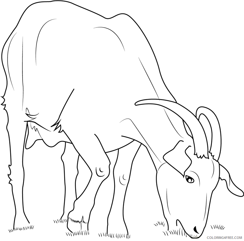Goat Coloring Pages Animal Printable Sheets domestic goat eating 2021 2428 Coloring4free
