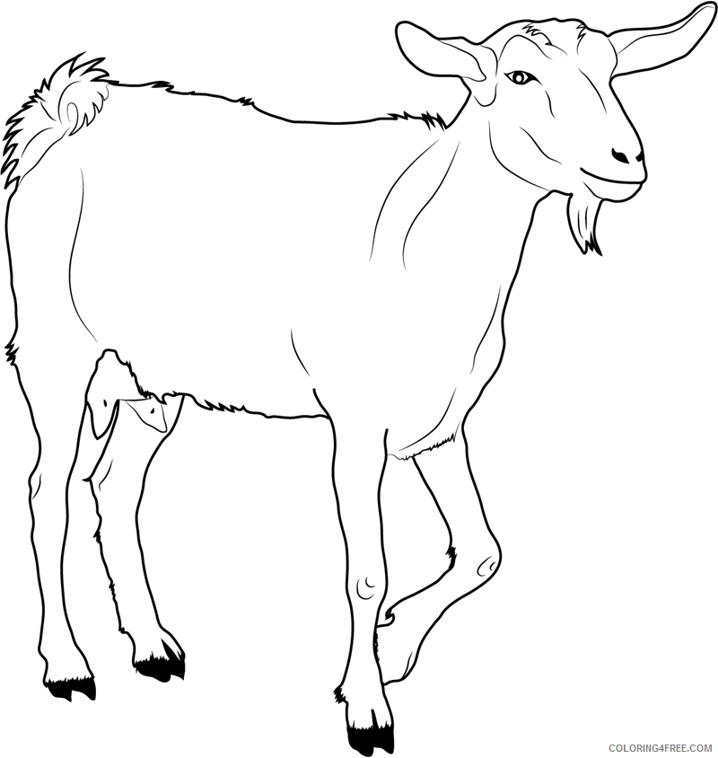 Goat Coloring Pages Animal Printable Sheets goat walking 2021 2427 Coloring4free