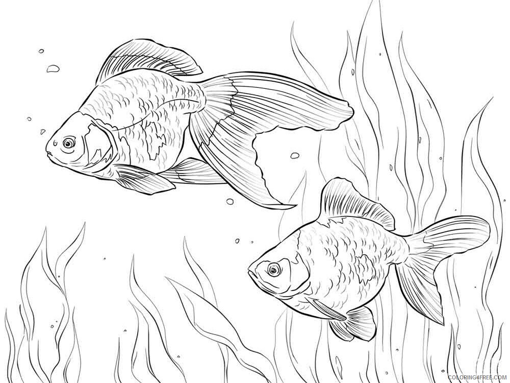 Goldfishes Coloring Pages Animal Printable Sheets Goldfishes 13 2021 2471 Coloring4free