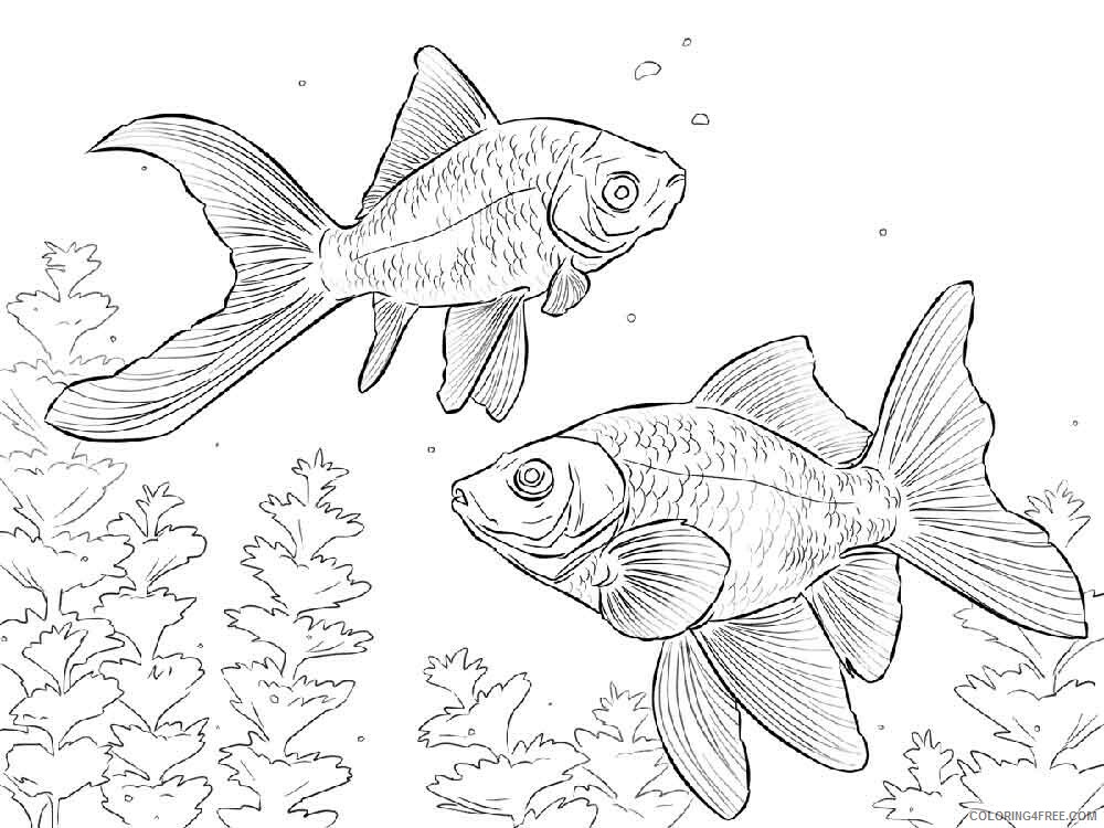 Goldfishes Coloring Pages Animal Printable Sheets Goldfishes 5 2021 2475 Coloring4free