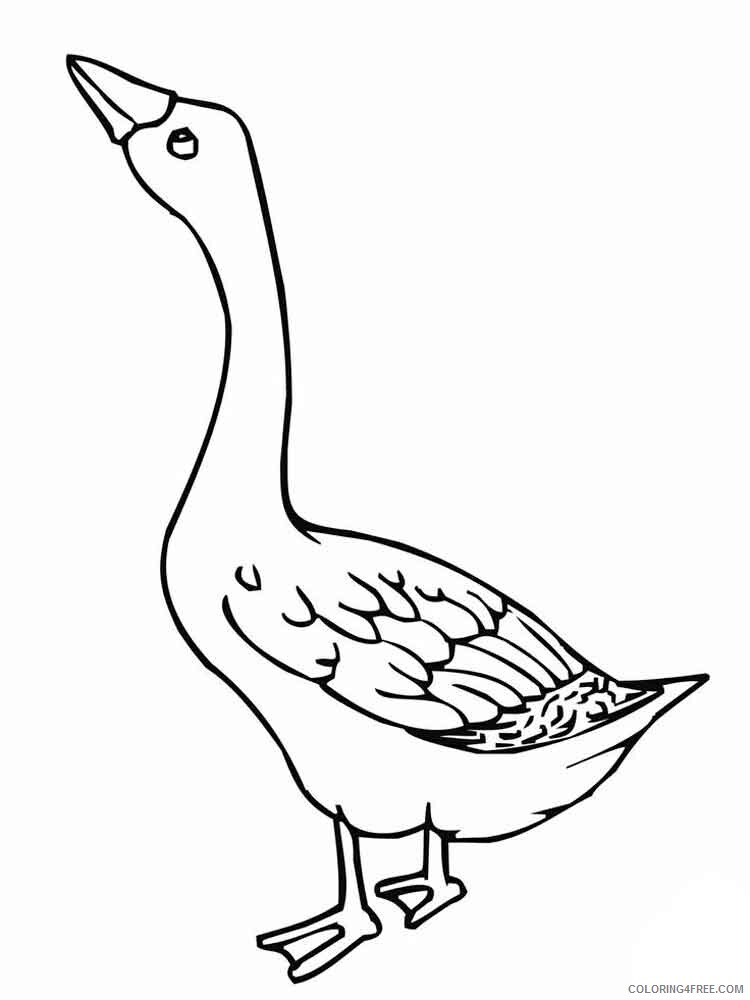 Goose Coloring Pages Animal Printable Sheets Gooses birds 1 2021 2479 Coloring4free