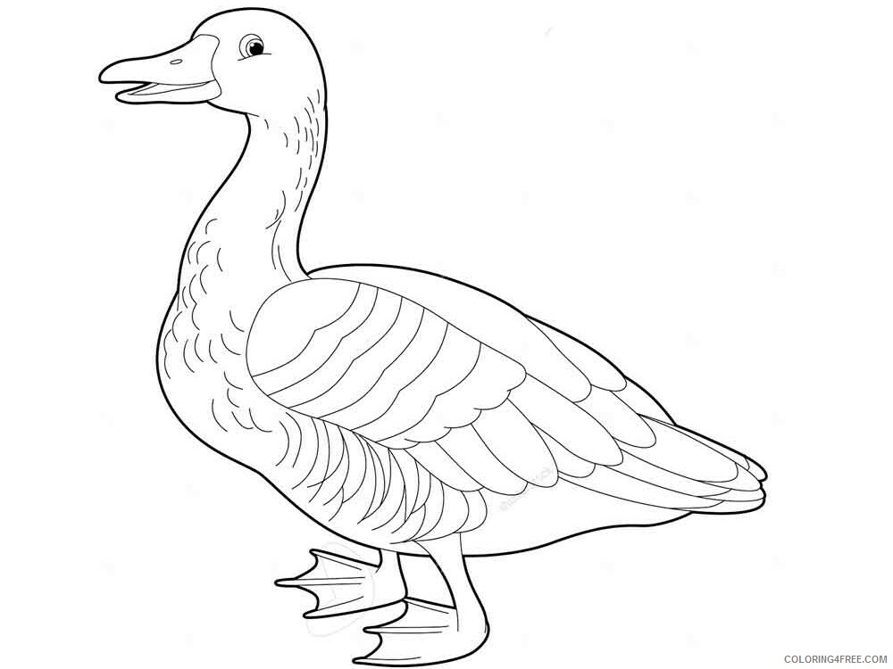 Goose Coloring Pages Animal Printable Sheets Gooses birds 14 2021 2480 Coloring4free