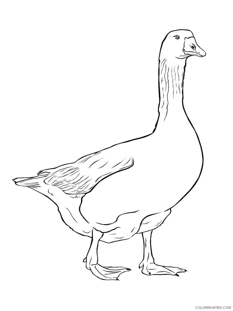 Goose Coloring Pages Animal Printable Sheets Gooses birds 18 2021 2482 Coloring4free