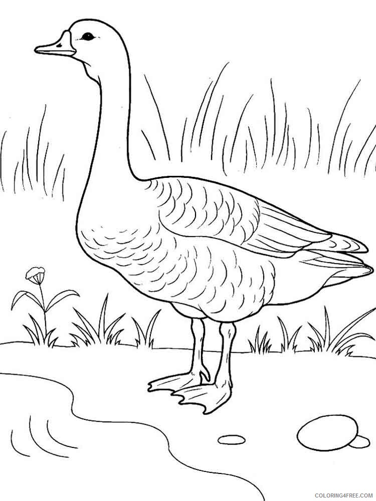 Goose Coloring Pages Animal Printable Sheets Gooses birds 3 2021 2483 Coloring4free