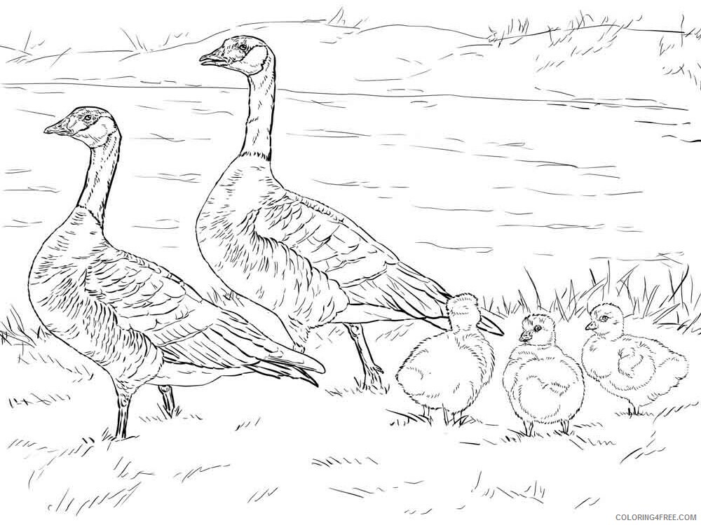 Goose Coloring Pages Animal Printable Sheets Gooses birds 4 2021 2484 Coloring4free