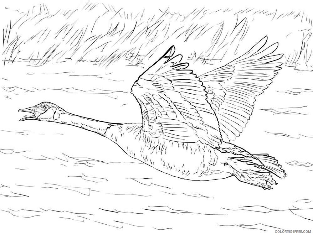 Goose Coloring Pages Animal Printable Sheets Gooses birds 5 2021 2485 Coloring4free