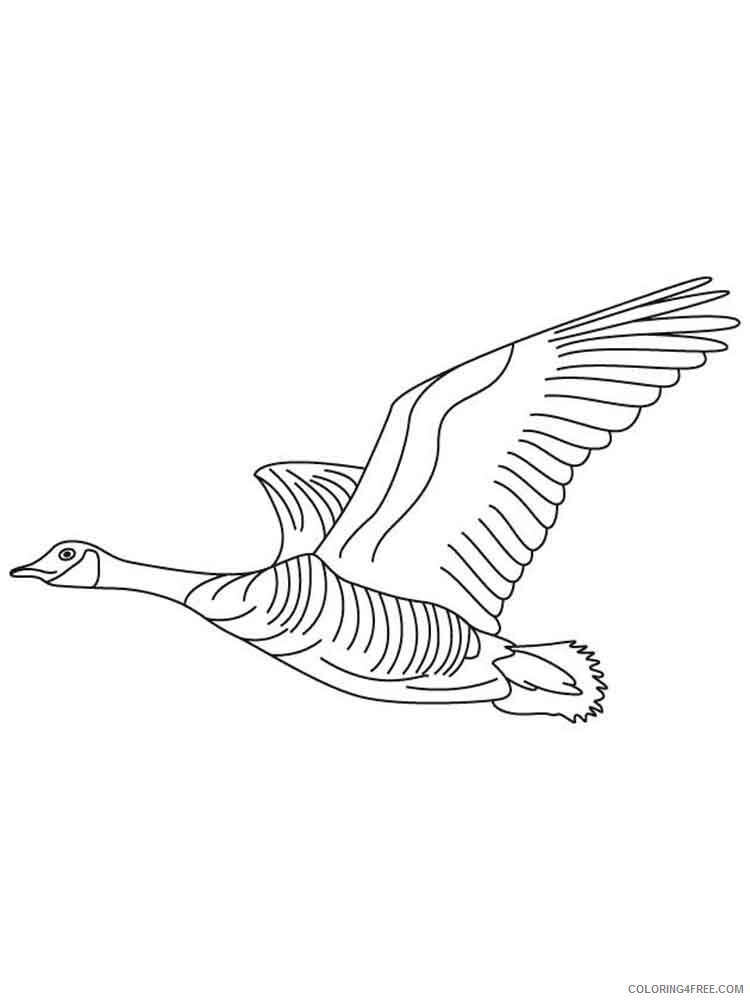 Goose Coloring Pages Animal Printable Sheets Gooses birds 6 2021 2486 Coloring4free