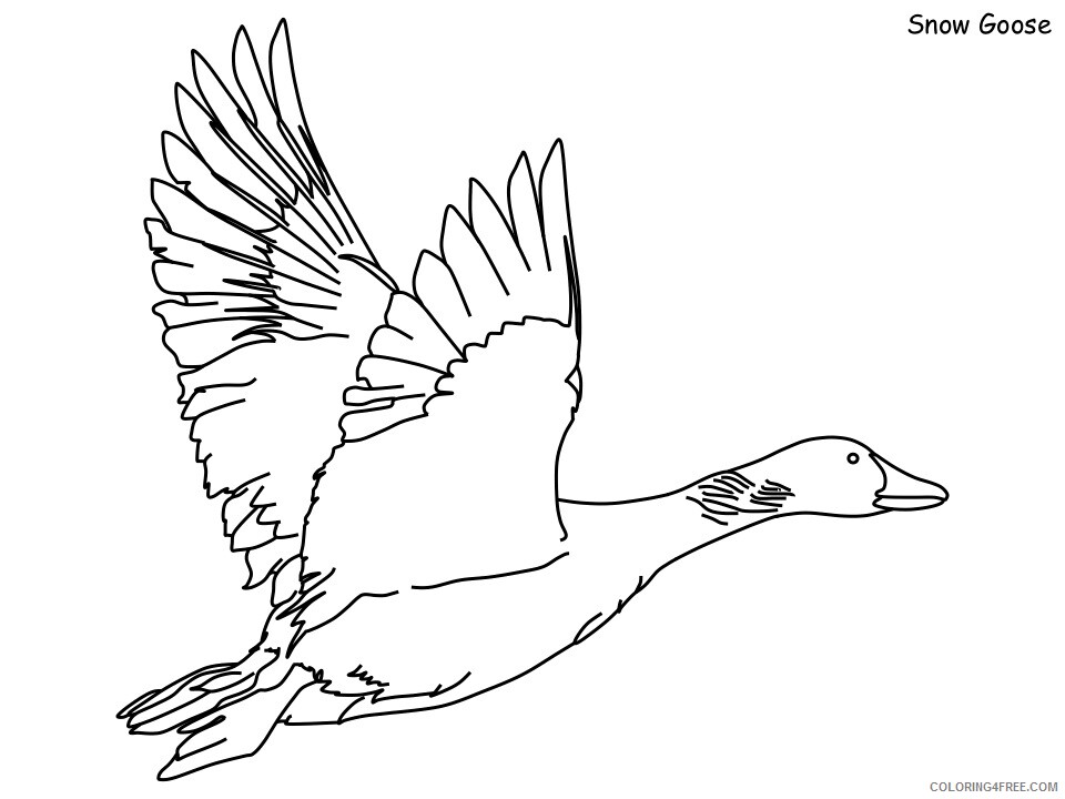 Goose Coloring Pages Animal Printable Sheets snow goose 2021 2491 Coloring4free