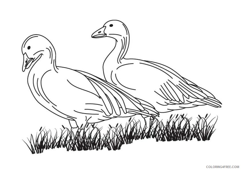 Goose Coloring Sheets Animal Coloring Pages Printable 2021 2097 Coloring4free