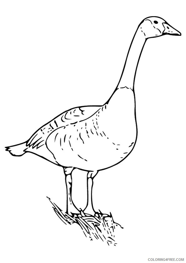 Goose Coloring Sheets Animal Coloring Pages Printable 2021 2107 Coloring4free