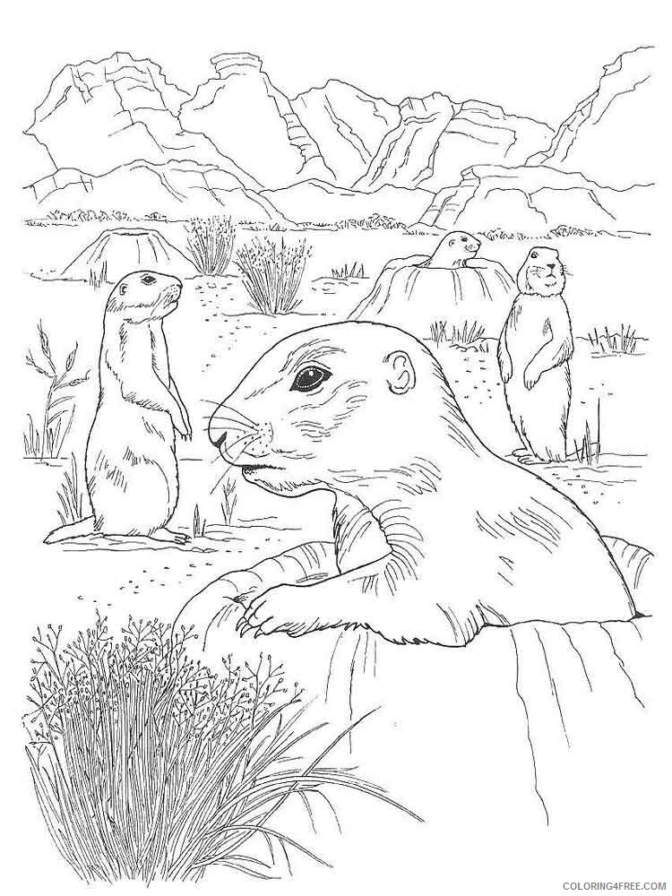 Gopher Coloring Pages Animal Printable Sheets gopher 8 2021 2495 Coloring4free