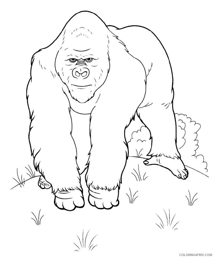 Gorilla Coloring Pages Animal Printable Sheets gorilla 1 2021 2502 Coloring4free