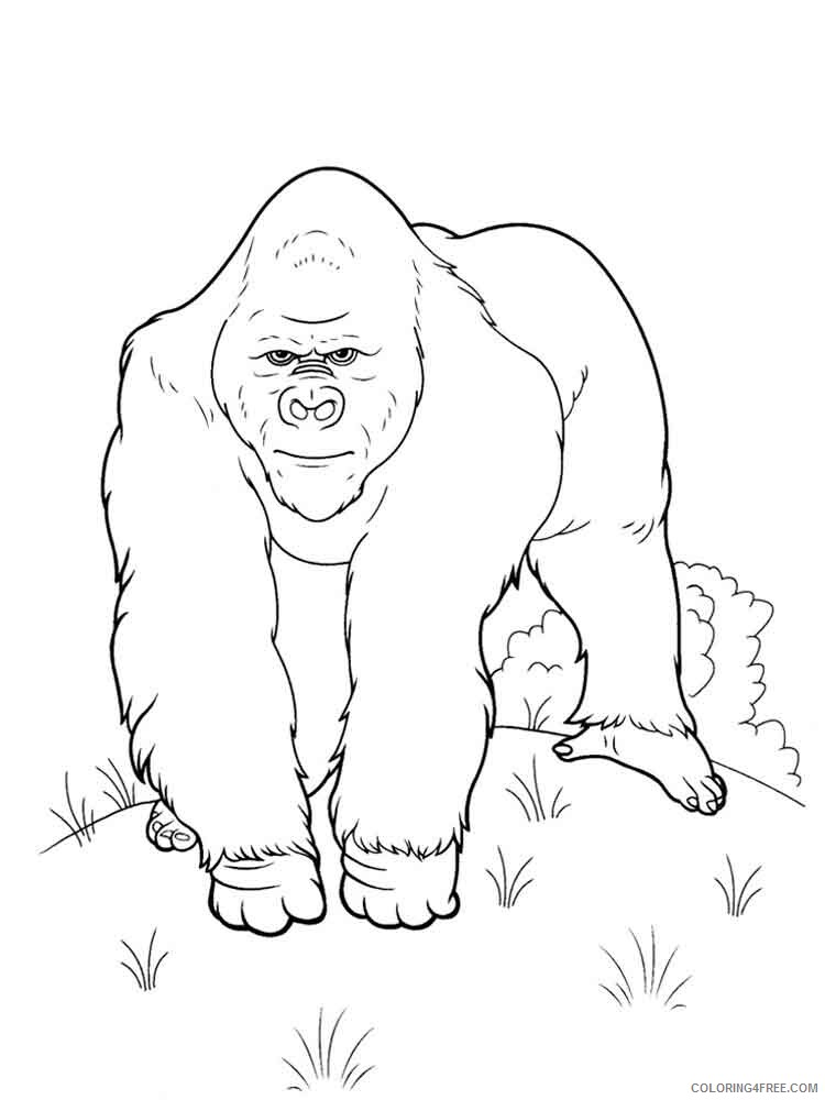 Gorilla Coloring Pages Animal Printable Sheets gorilla 7 2021 2508 Coloring4free