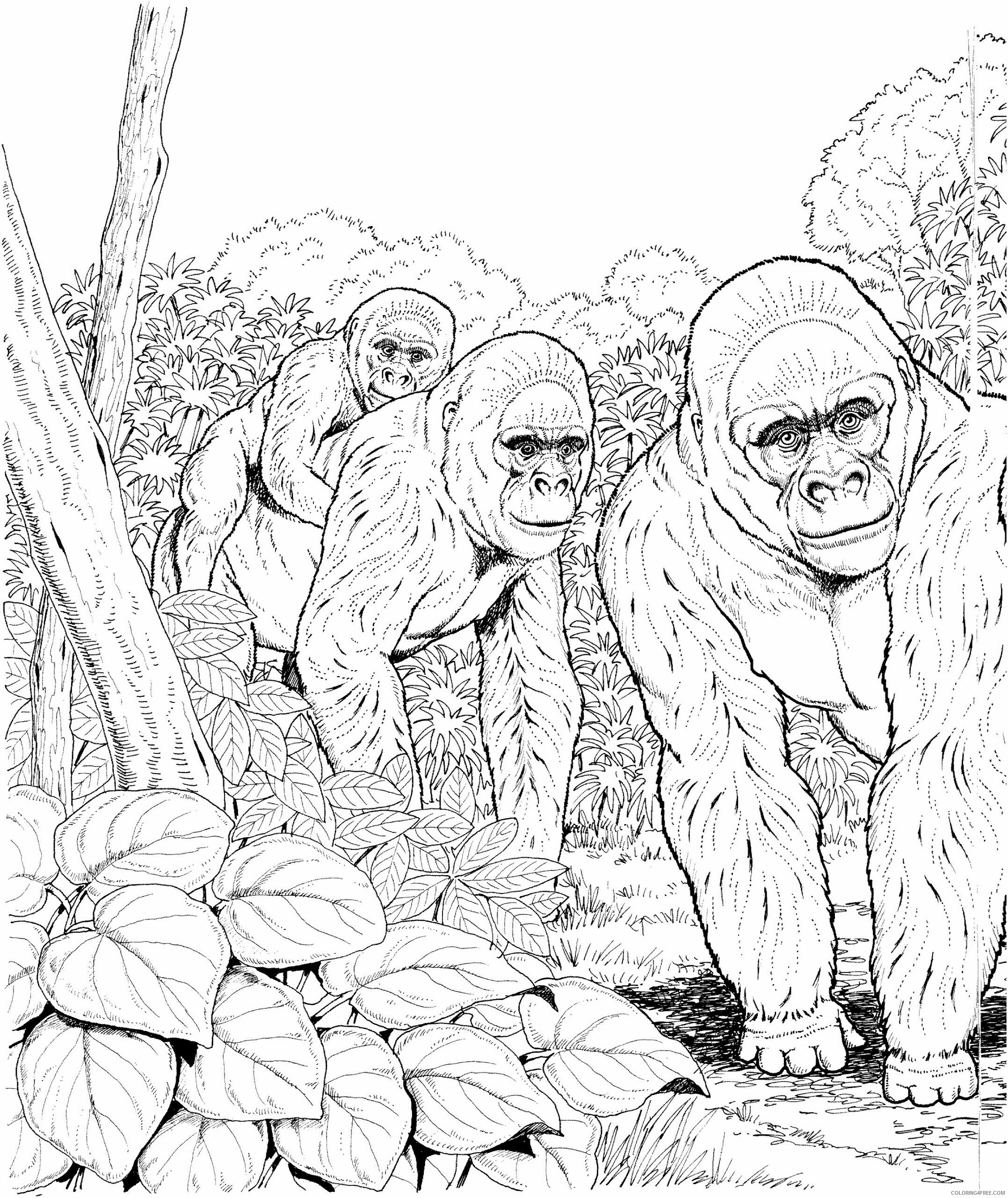 Gorilla Coloring Sheets Animal Coloring Pages Printable 2021 2119 Coloring4free