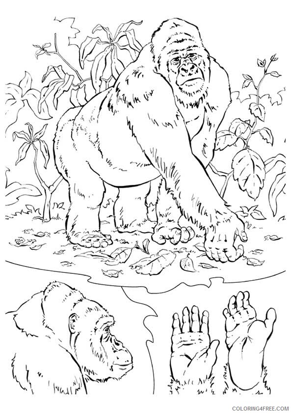 Gorilla Coloring Sheets Animal Coloring Pages Printable 2021 2132 Coloring4free