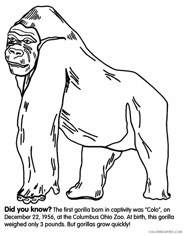 Gorilla Coloring Sheets Animal Coloring Pages Printable 2021 2139 Coloring4free