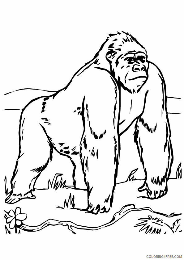 Gorilla Coloring Sheets Animal Coloring Pages Printable 2021 2141 Coloring4free