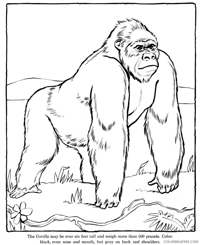 Gorilla Coloring Sheets Animal Coloring Pages Printable 2021 2143 Coloring4free