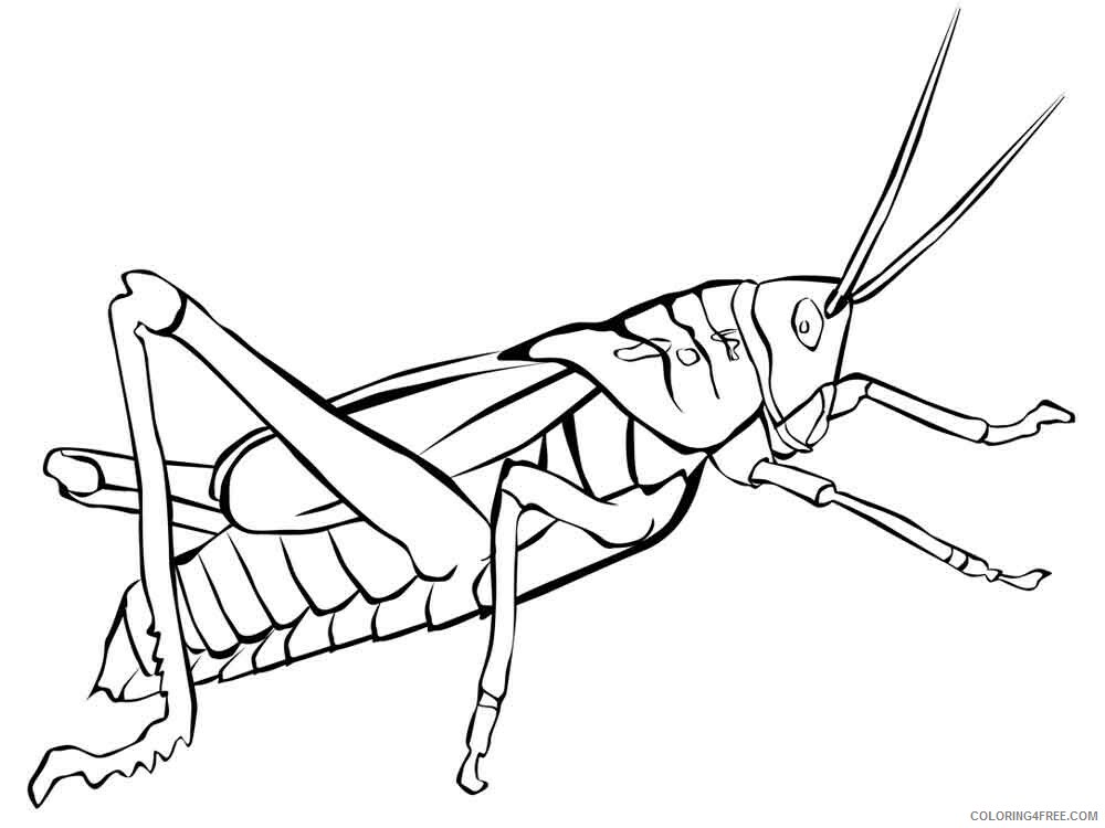 Grasshopper Coloring Pages Animal Printable Sheets Grasshopper 13 2021 2516 Coloring4free