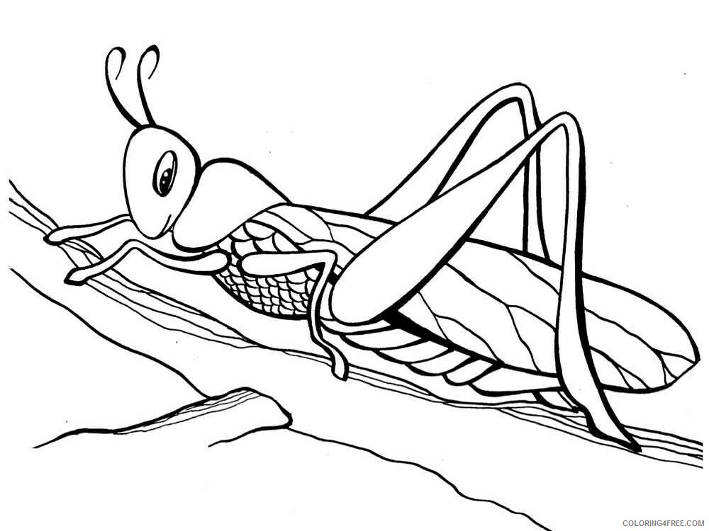 Grasshopper Coloring Pages Animal Printable Sheets Grasshopper 14 2021 2517 Coloring4free