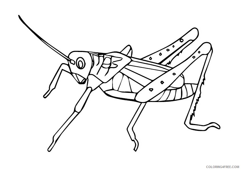 Grasshopper Coloring Sheets Animal Coloring Pages Printable 2021 2178 Coloring4free