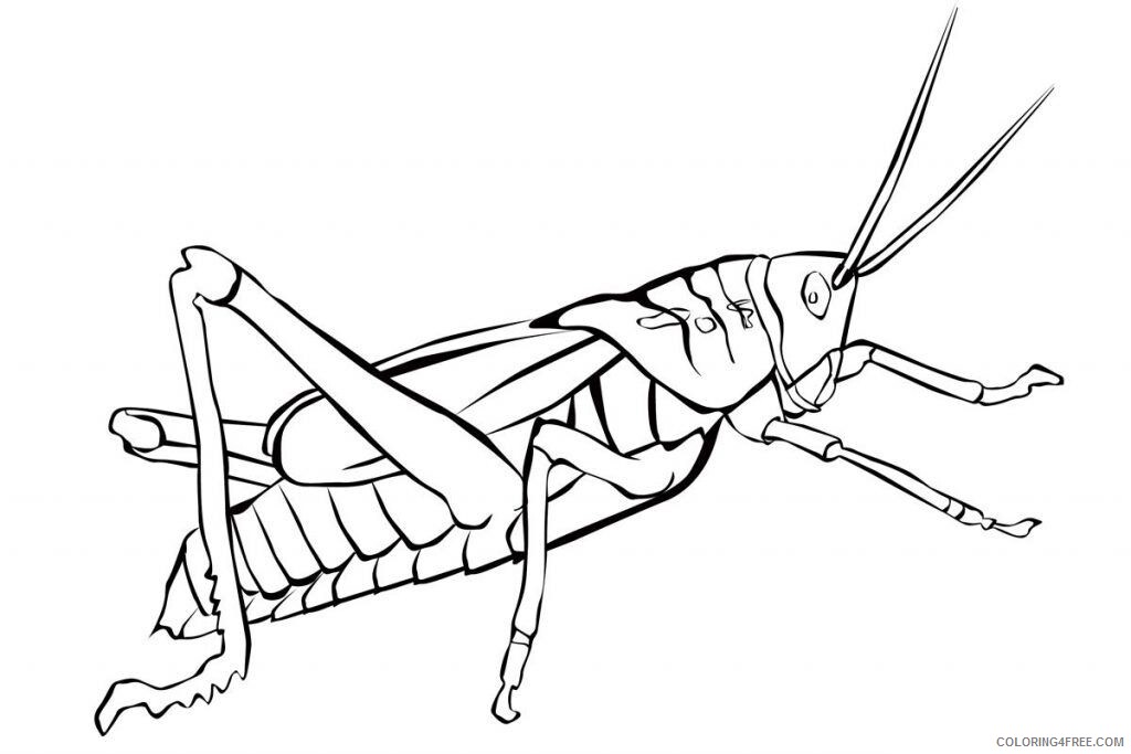 Grasshopper Coloring Sheets Animal Coloring Pages Printable 2021 2180 Coloring4free